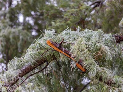 Broken,Pine,Tree,Branch,Due,To,Ice,Storm,Damage.,Concept